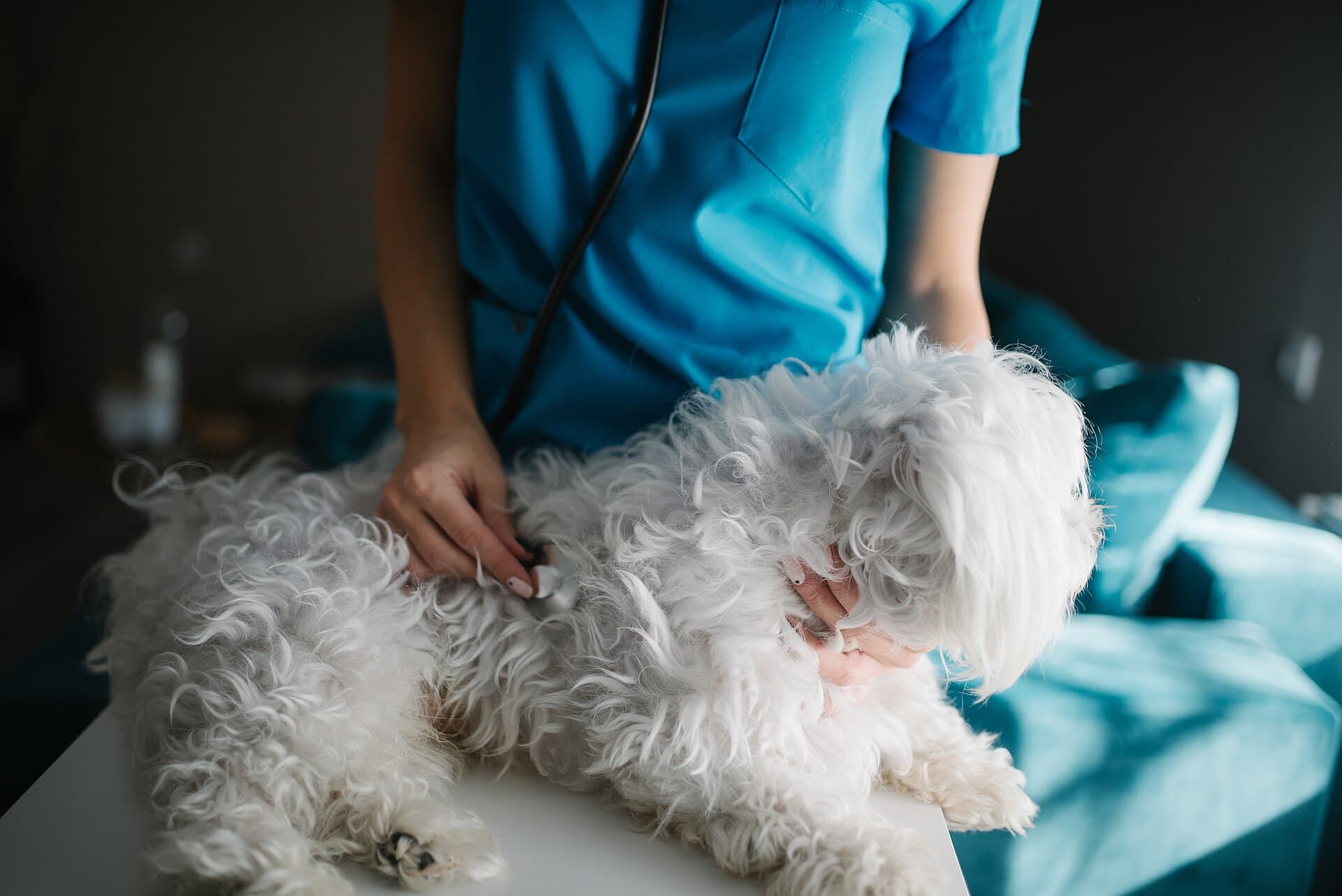 Veterinária auscultando um cão deitado na mesa de exame